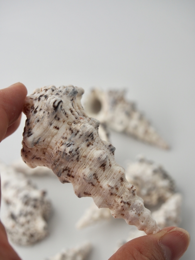 オニノツノガイ【約6.0～10.0cm】 En: Cerithium nodulosum Bruguire