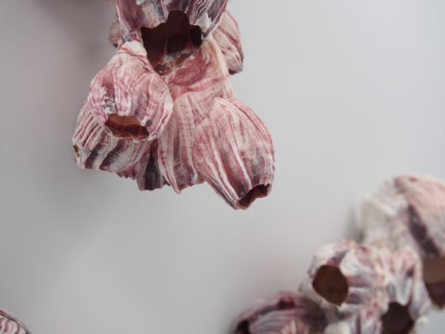フジツボ【約12～14cm】 En: Barnacles (size:12-14cm)