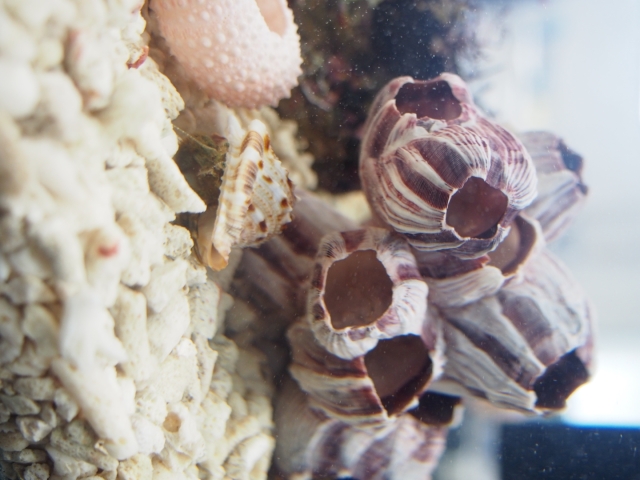 天然フジツボ　4つセット　アクアリウム飾り 天然フジツボ 4つセット アクアリウム飾り 魚用品・水草