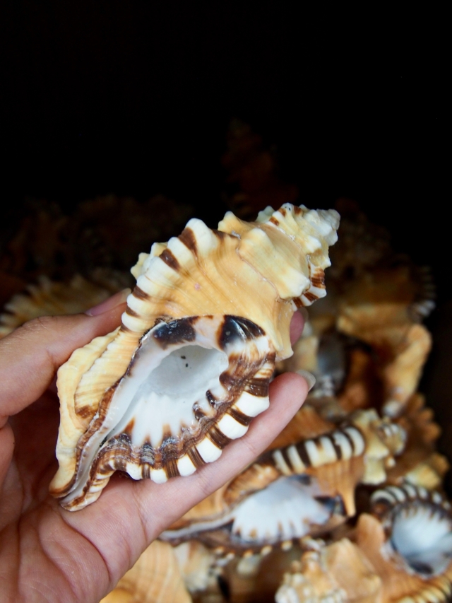 フジツガイ【約10～12cm/1個】 En: Black-spotted Triton (Size:10