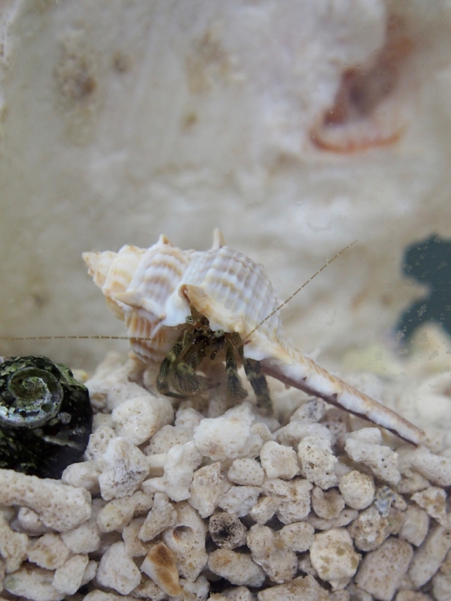 コアッキガイ【約6～9cm】 En: Murex trapa (size: 6-9cm)