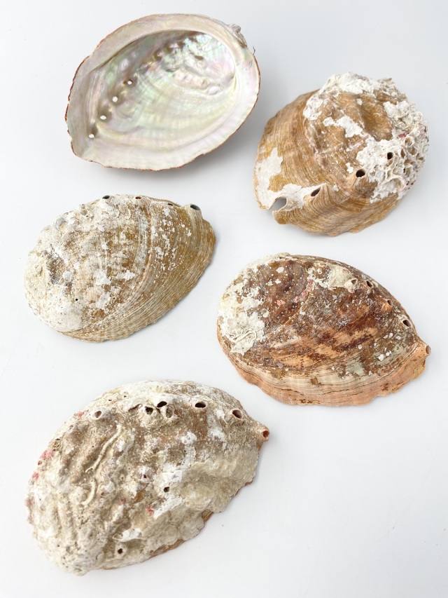 魚男　アワビ２本　オオヒラ1100ml2本　ヒマラヤ1500ml 2本 アラタ 金魚めだか用 塩 (200g)浸透圧 予防 | チャーム