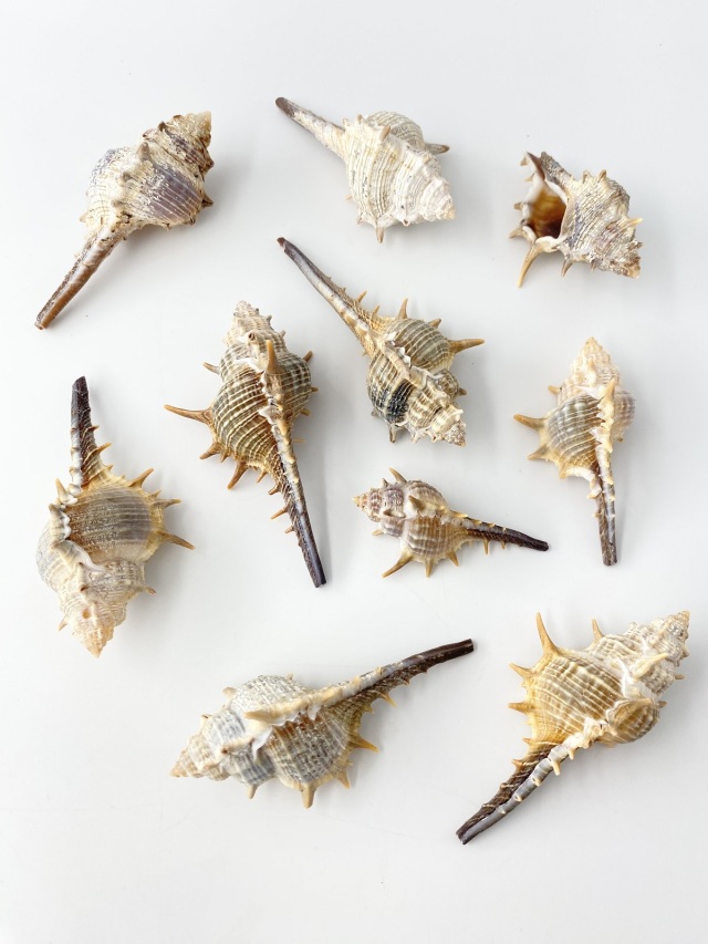 コアッキガイ【約6～9cm】 En: Murex trapa (size: 6-9cm)