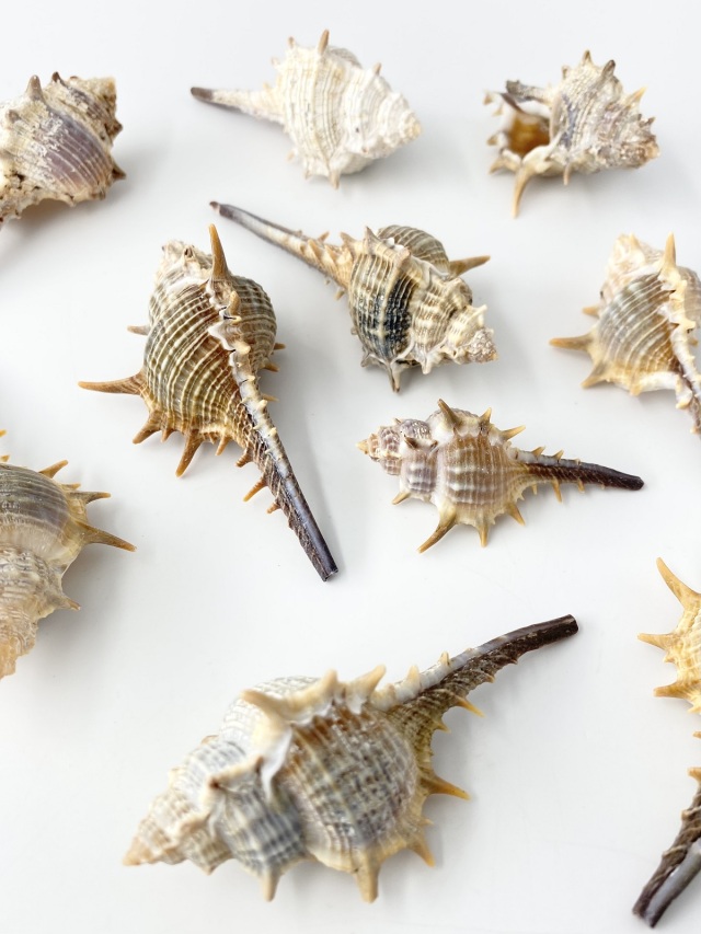 コアッキガイ【約6～9cm】 En: Murex trapa (size: 6-9cm) 貝殻