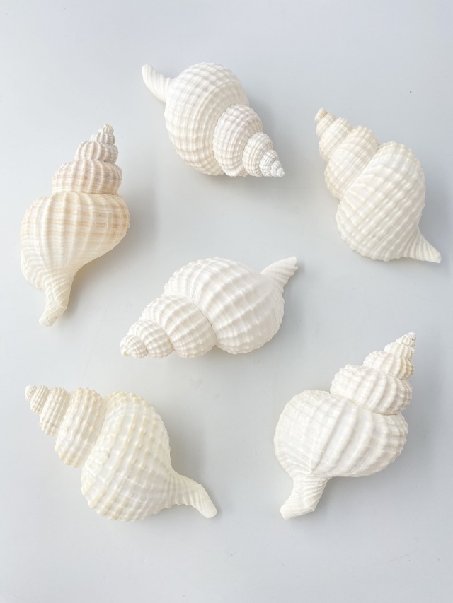 アヤボラL【10cm以上/5本入】 En: Oregon Triton (size: 10cmUP, per