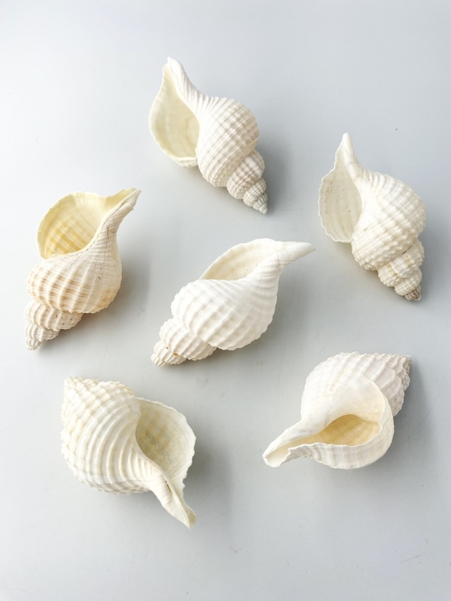 ほら貝/25.5~26.5センチ程 アヤボラL【10cm以上/5本入】 En: Oregon Triton (size: 10cmUP, per