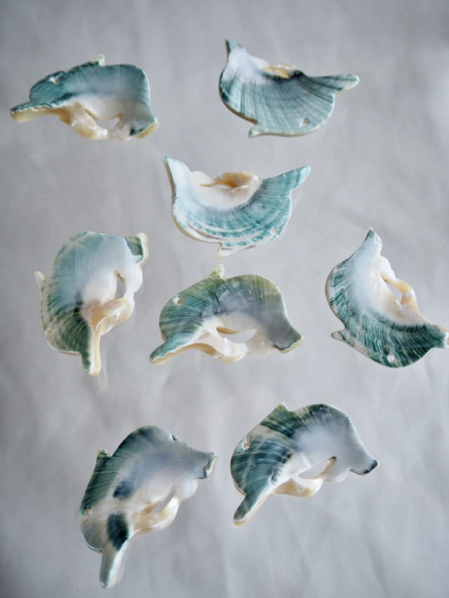 shell light clear。シェルライト ヒトデ パールstarfish shell light