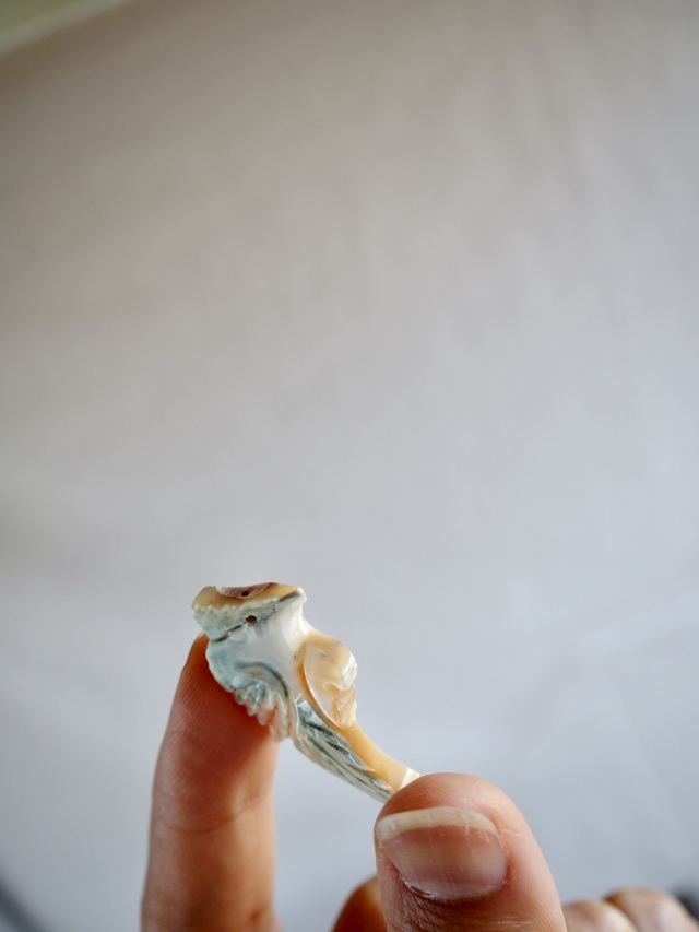 シェルパーツ-インコ(夜光貝)【約23×30mm/1個】[メール便可