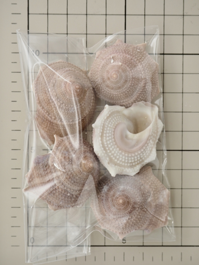 リンボウガイ確認用 リンボウガイ【約3.5～4.5cm/5個入】[メール便可-6袋まで] En