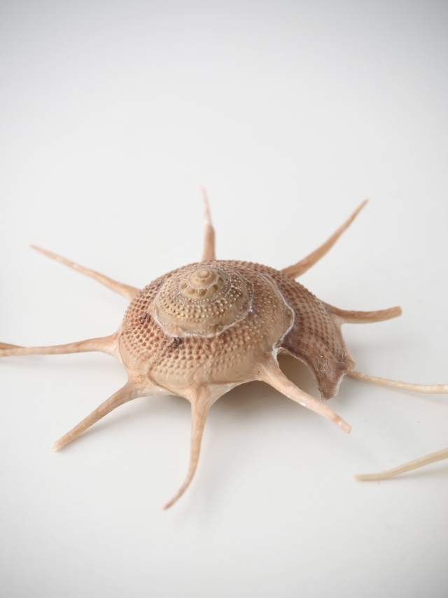 ハリナガリンボウ蓋つき③