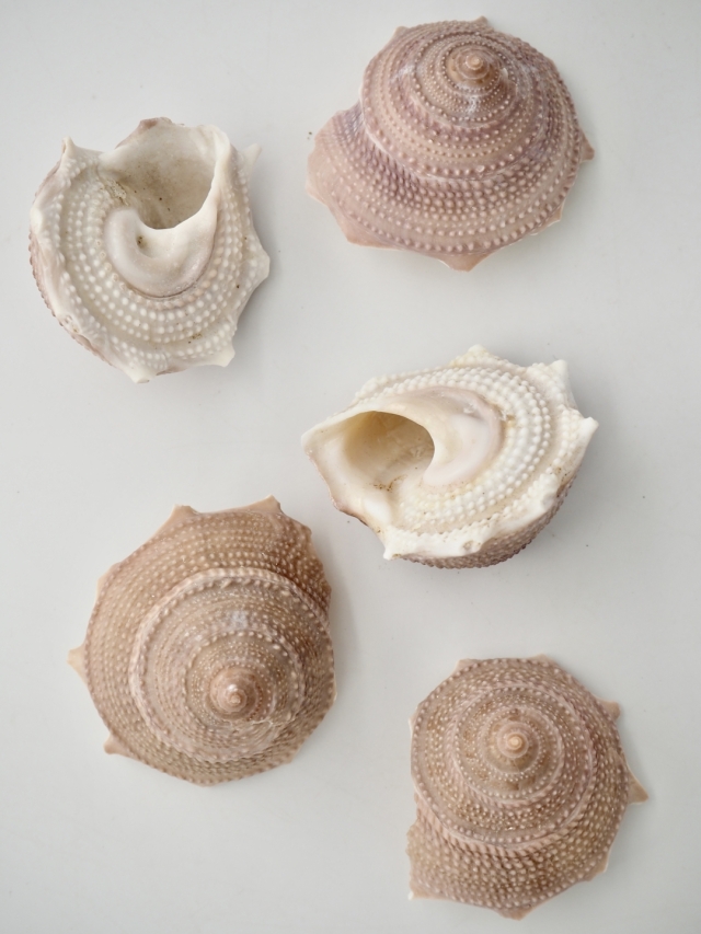 リンボウガイ【約3.5～4.5cm/5個入】[メール便可-6袋まで] En