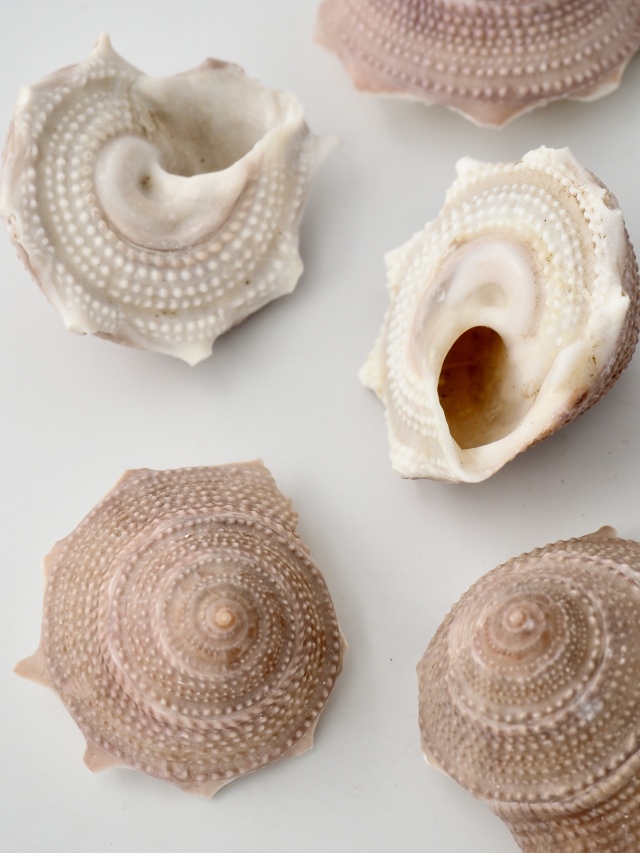 リンボウガイ【約3.5～4.5cm/5個入】[メール便可-6袋まで] En