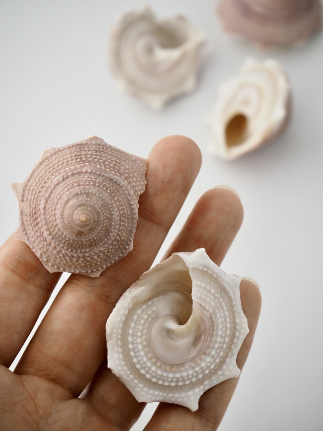 リンボウガイ確認用 リンボウガイ【約3.5～4.5cm/5個入】[メール便可-6袋まで] En