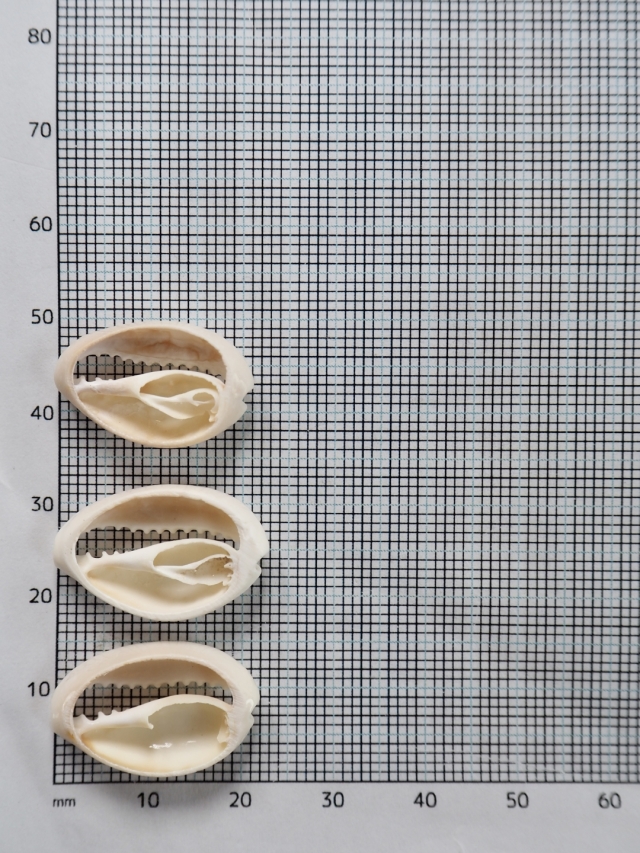 タカラガイカットNo.1(アヌルスクックド)【2cm前後/10個】[メール便可