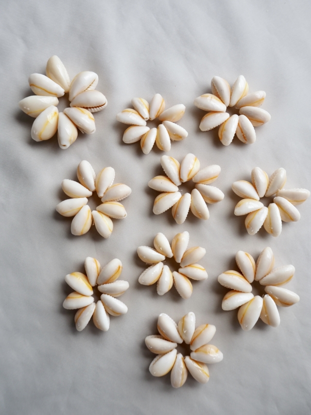 アヌルスクックドリング（4cm前後)En: Shell Ring - Cypraea annulus