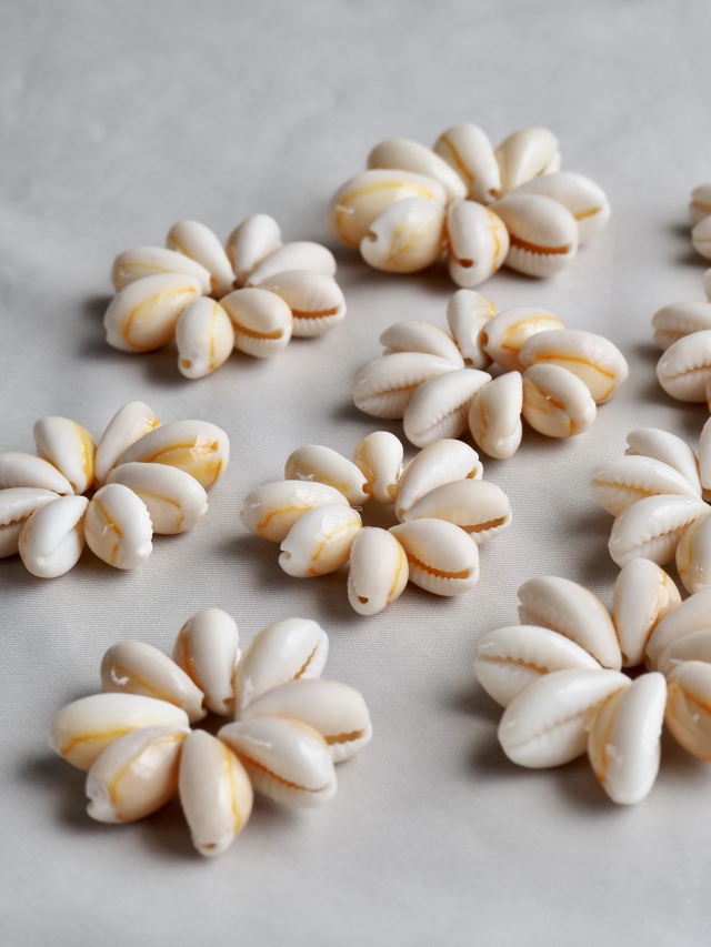 アヌルスクックドリング（4cm前後)En: Shell Ring - Cypraea annulus