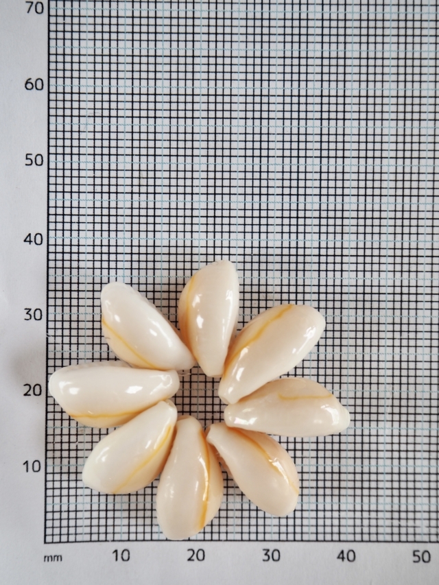 アヌルスクックドリング（4cm前後)En: Shell Ring - Cypraea annulus