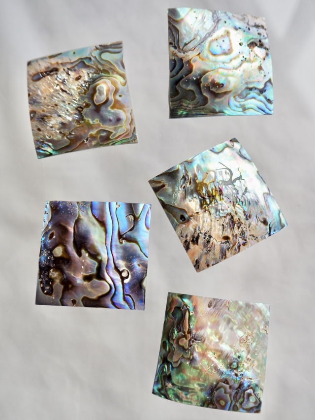 ヴィンテージ アワビ パウア貝 魚の細工 孔雀貝 オブジェ 42cm 希少