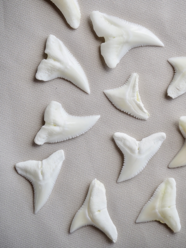 サメの歯-パターン2-【約1.0～1.5cm/5個】[メール便可] En: Shark