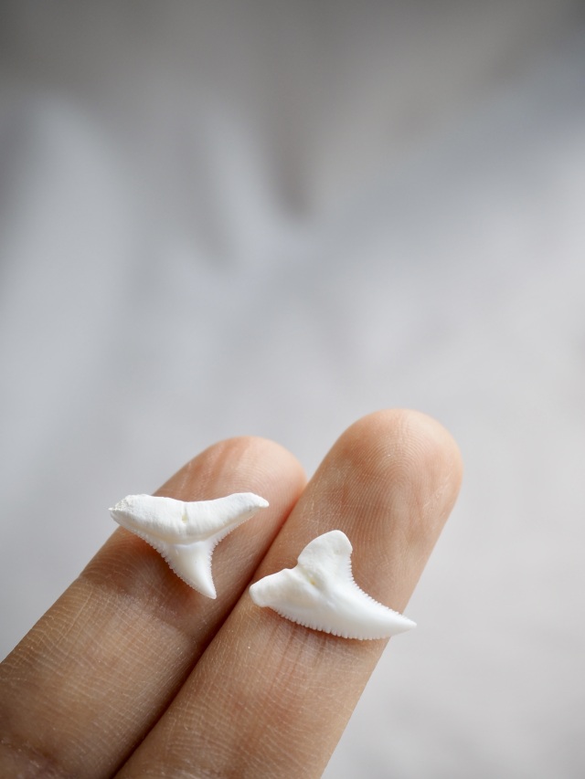 サメの歯-パターン2-【約1.0～1.5cm/5個】[メール便可] En: Shark