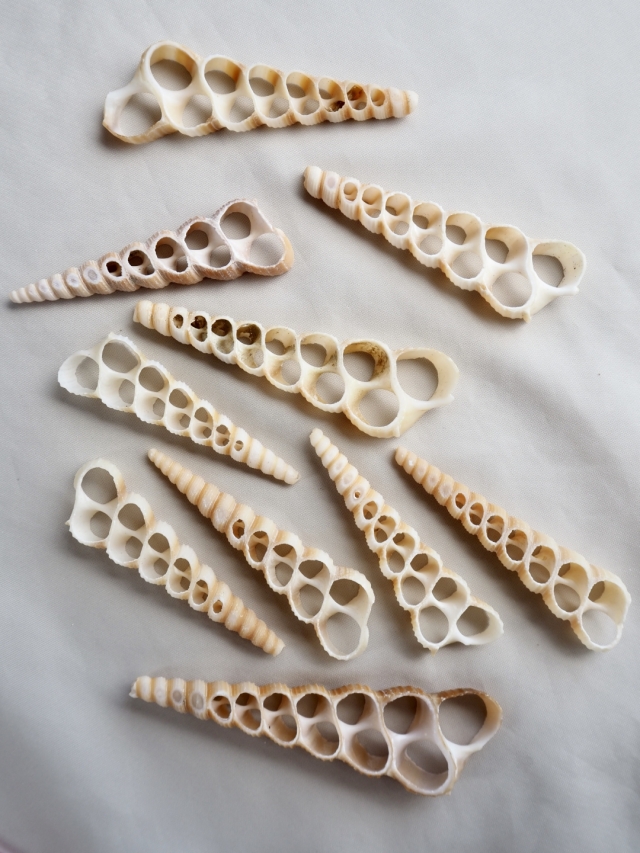 カットテレブラ（キリガイダマシ）【約6～9cm】[メール便可] En: Shell