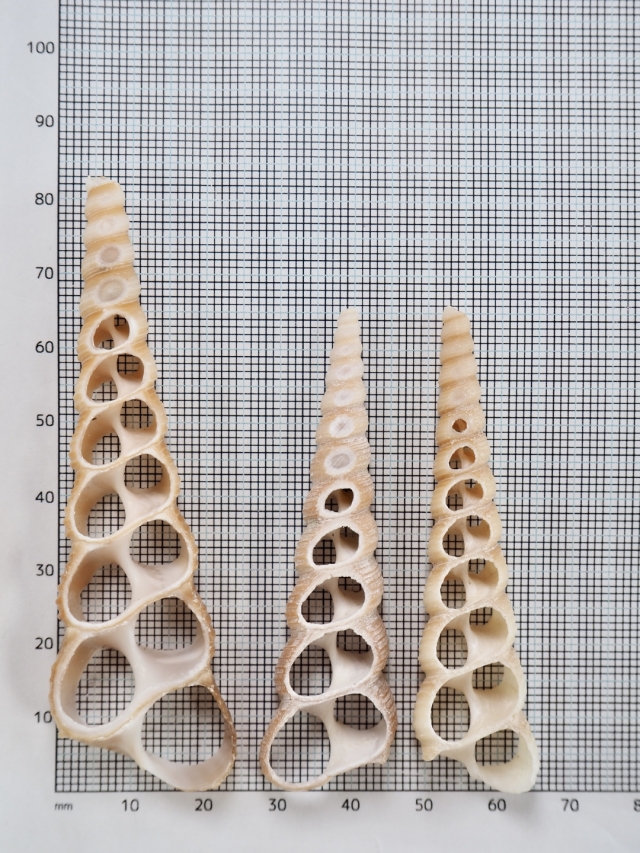 カットテレブラ（キリガイダマシ）【約6～9cm】[メール便可] En: Shell