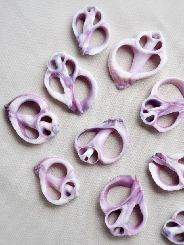 カットバイオレシア(クチムラサキサンゴヤドリ)【約1.5～3.0cm