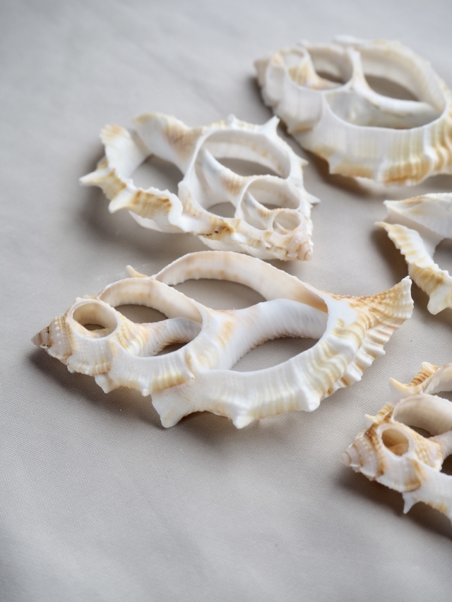 カットミヤコボラ【約5.5～7.5cm】[メール便可] En:Shell Cut, Bursa