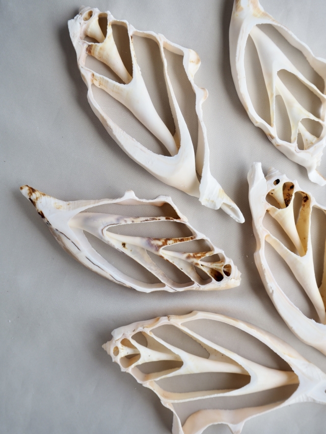 カットランビス(クモガイ)【約8～11cm】[メール便可] En:Shell Cut, Lambis