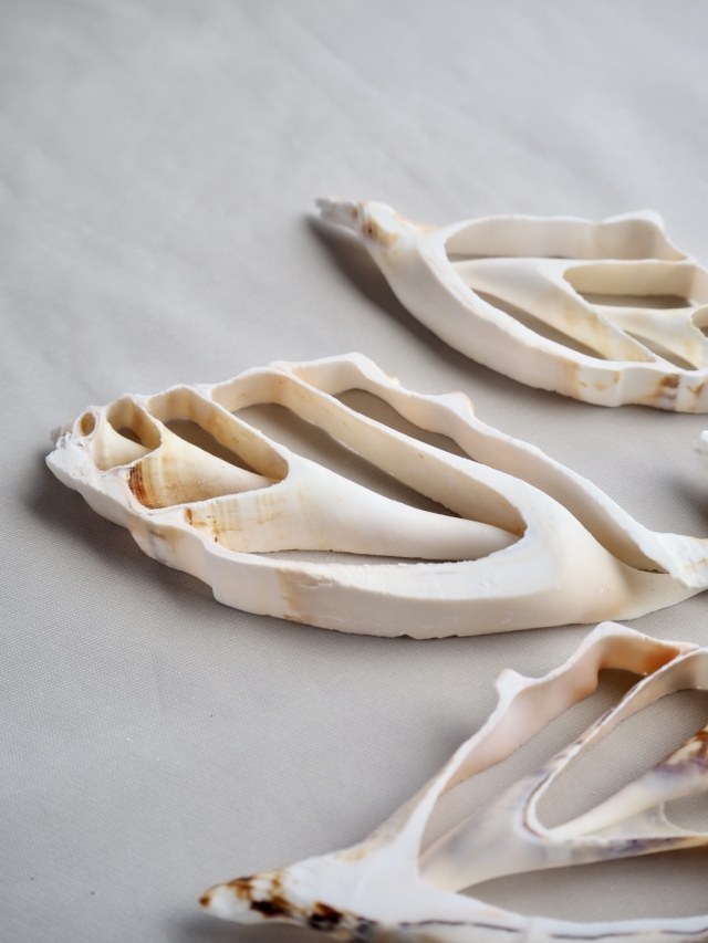 カットランビス(クモガイ)【約8～11cm】[メール便可] En:Shell Cut, Lambis