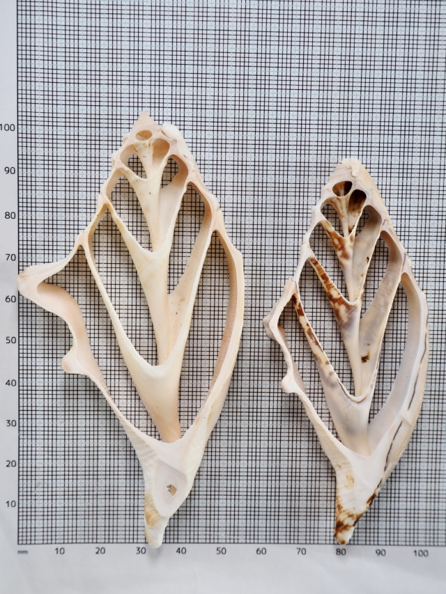 カットランビス(クモガイ)【約8～11cm】[メール便可] En:Shell Cut