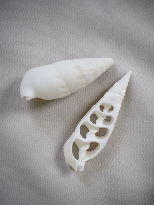 カットベルタガス(タケノコカニモリ)【約4～5.5cm】[メール便可] En