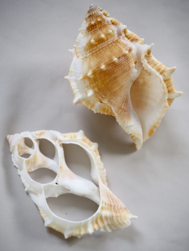 カットミヤコボラ【約5.5～7.5cm】[メール便可] En:Shell Cut, Bursa