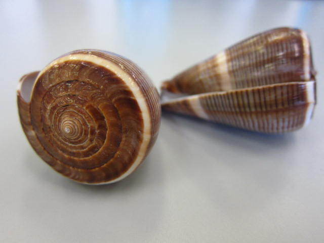 コゲスジイモガイ 自然 6 7ｃｍ 1個 En Conus Figulinus Size 6 7cm Per 1pc