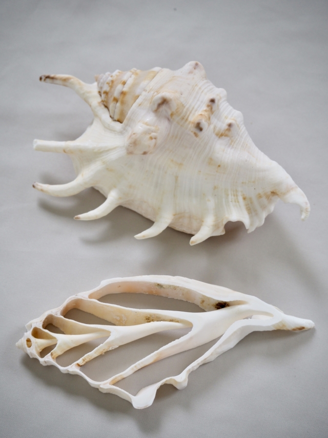 カットランビス(クモガイ)【約8～11cm】[メール便可] En:Shell Cut