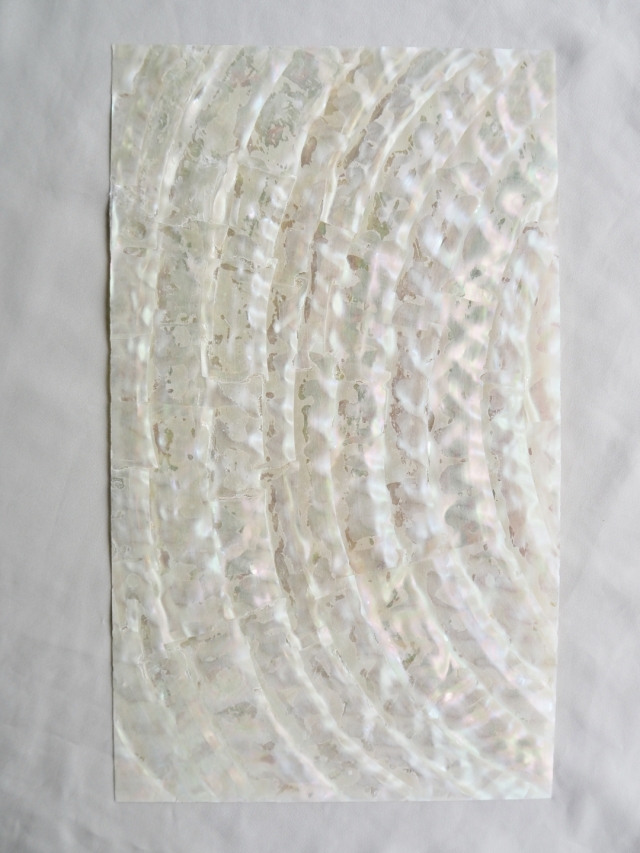 貝殻シート#25 ターバンシェル【14×24cm 厚さ0.18-0.2mm 】En
