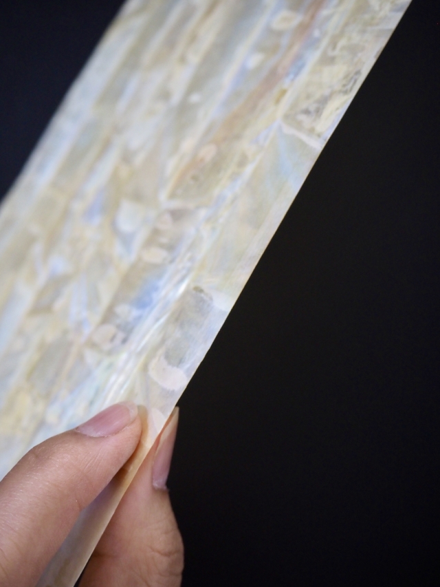 貝殻シート#24 ゴールドリップ（キチョウガイ）【14×24cm 厚さ