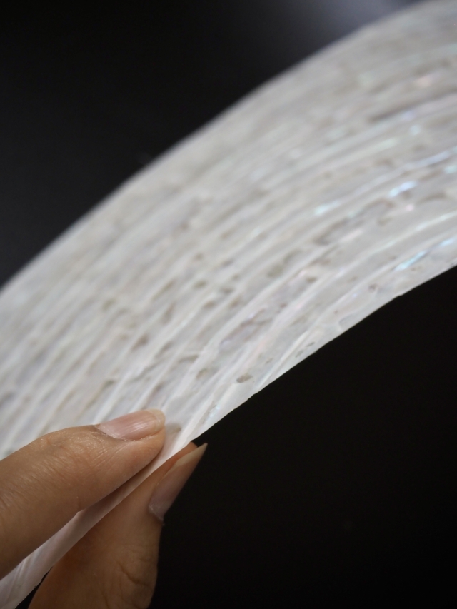 貝殻シート#35 ターバンシェル【14×24cm 厚さ0.18-0.2mm 】En: Shell