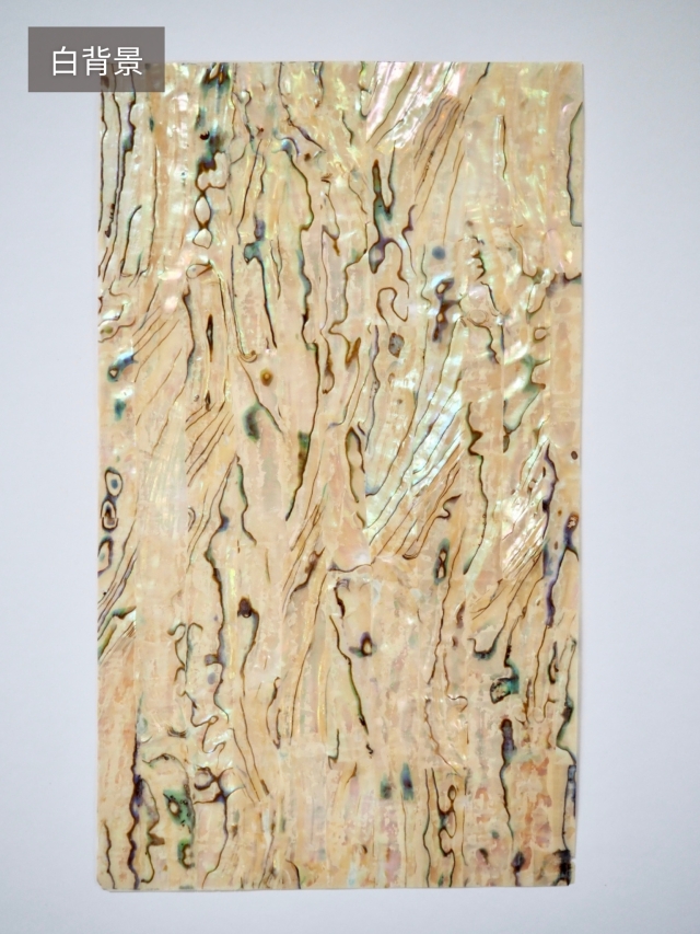 グリーンアバロン 原貝 貝殻 アバロンシェル 1255g 約24×19cm アバロン