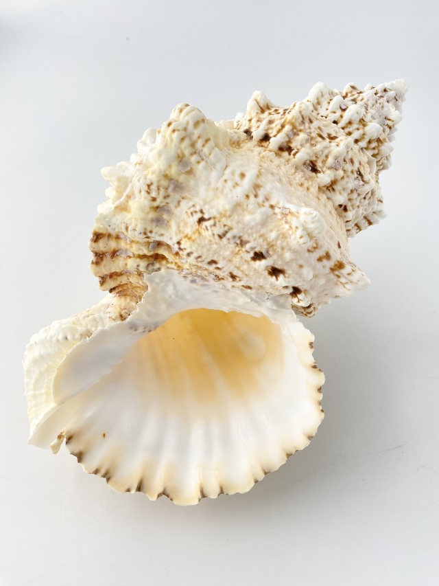 シロナルトボラ貝の二個セット シロナルトボラ【23cm前後/1個】 En: Tutufa bubo(Size:approx.23cm