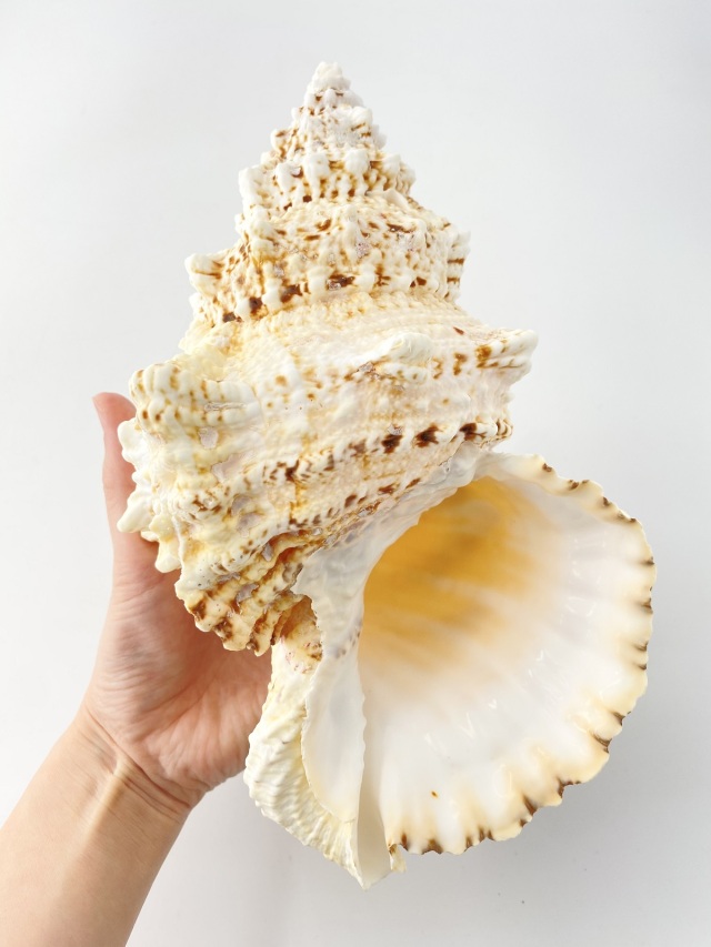 シロナルトボラ貝の二個セット シロナルトボラ【23cm前後/1個】 En: Tutufa bubo(Size:approx.23cm