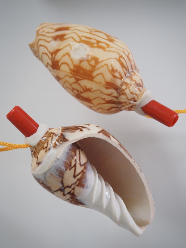 貝殻の笛-ガクフボラ-【10cm前後/1個】まとめ買い20%OFF