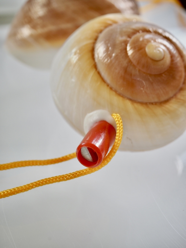 貝殻の笛-ラマルキアナ-【10cm前後/1個】まとめ買い20%OFF