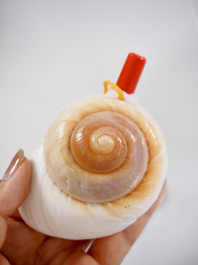 貝殻の笛-ラマルキアナ-【10cm前後/1個】まとめ買い20%OFF