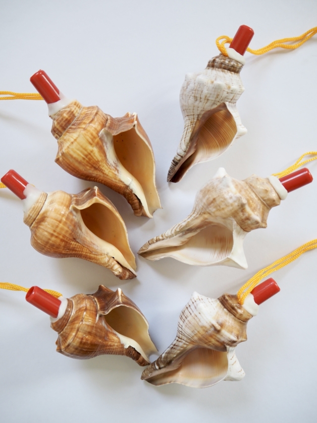 貝殻の笛-イトマキボラ・テングニシ-【約10～12cm前後/1個】まとめ買い