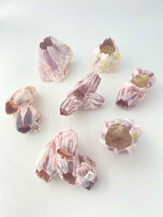 【波紋アート】フジツボアート／barnacle／オブジェ／10cmプリズム フジツボ【約5～8cm/1個】在庫限り En: Barnacles Bclass(size:5-8cm)