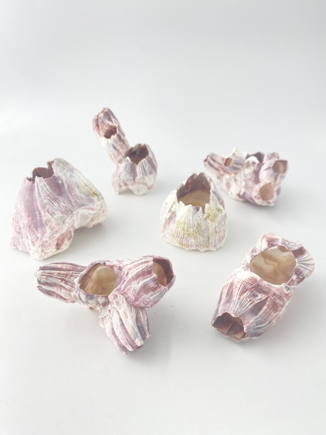 フジツボ【約5～8cm/1個】在庫限り En: Barnacles Bclass(size:5