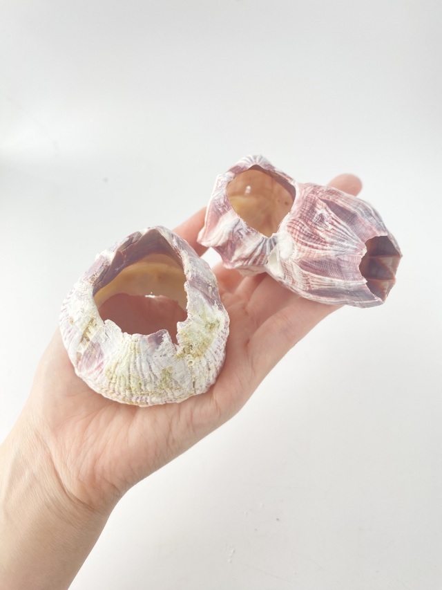 フジツボ【約5～8cm/1個】在庫限り En: Barnacles Bclass(size:5