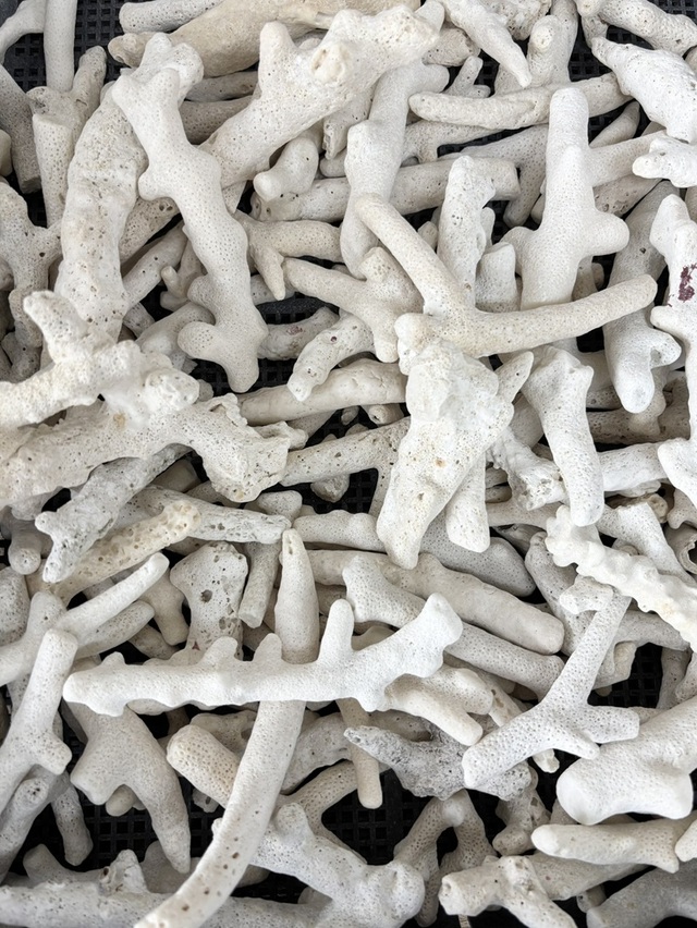 枝サンゴ-L-【約10～20cm/約1kg】 - Not for overseas sale -