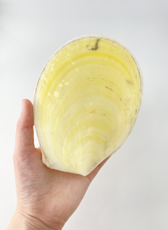 モエギオオハネガイ【約14～15cm/1個】En: Acesta goliath(Size:14